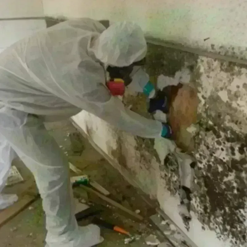 Mold Remediation and Removal in Lakota, ND